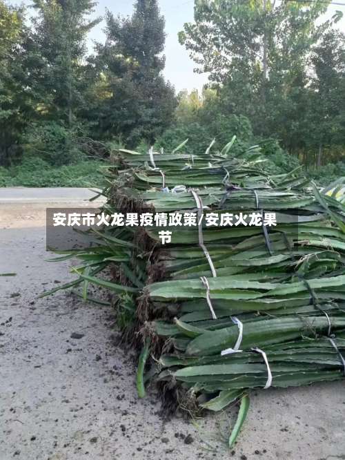 安庆市火龙果疫情政策/安庆火龙果节-第3张图片