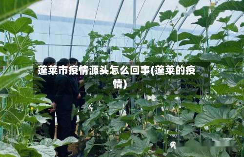 蓬莱市疫情源头怎么回事(蓬莱的疫情)-第3张图片