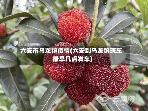 六安市乌龙镇疫情(六安到乌龙镇班车最早几点发车)-第2张图片