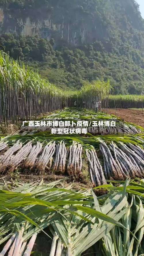 广西玉林市博白那卜疫情/玉林博白新型冠状病毒-第1张图片