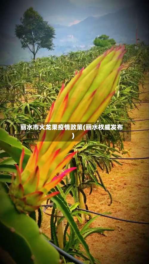 丽水市火龙果疫情政策(丽水权威发布)-第2张图片