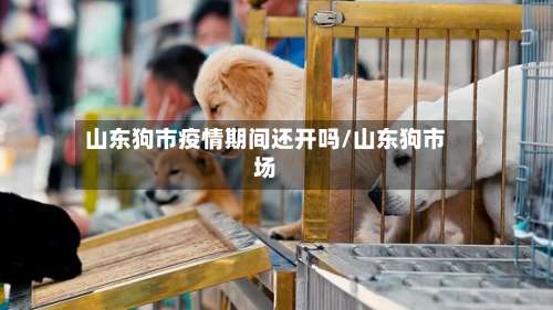 山东狗市疫情期间还开吗/山东狗市场-第1张图片